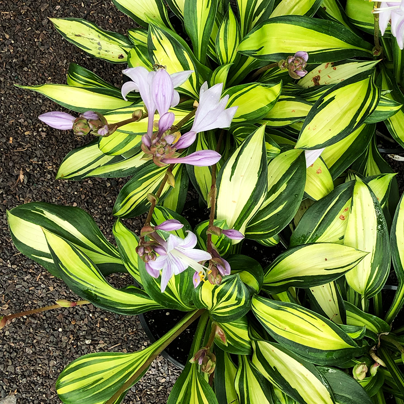 Hosta 'Rainbow's End' G01