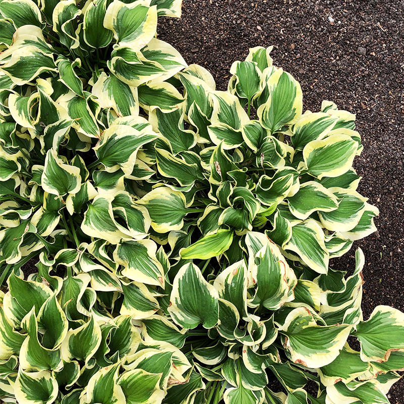 Hosta 'Wrinkle in Time' G01