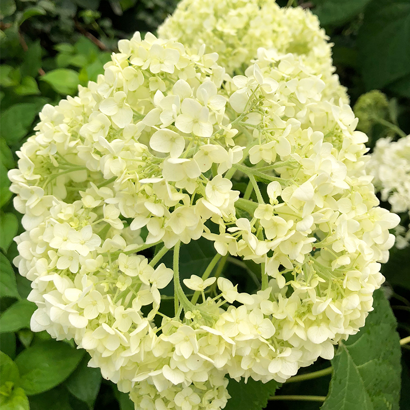 Hydrangea arb 'Annabelle'