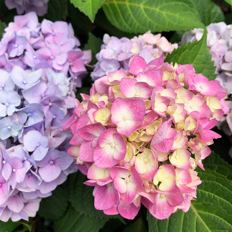 Hydrangea mac 'Bloomstruck'