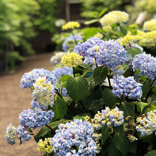 Hydrangea mac 'Blue Enchantress' Bowood Farms
