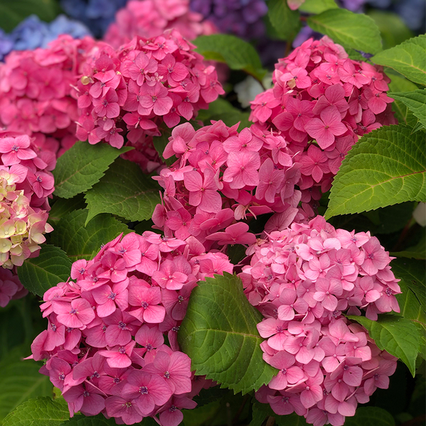 Hydrangea mac 'Fuchsia Glow' - Bowood Farms