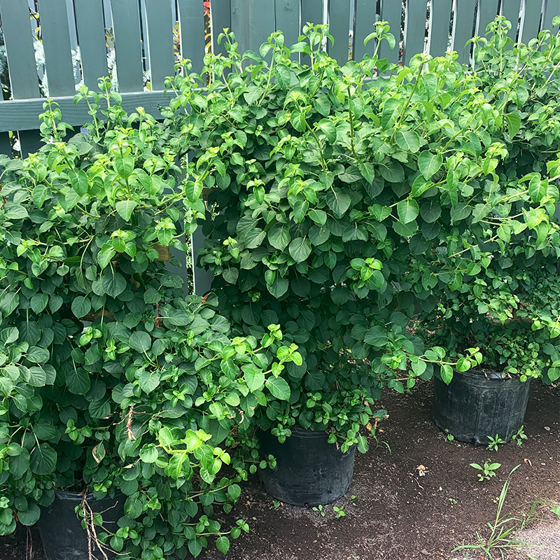 Hydrangea petiolaris