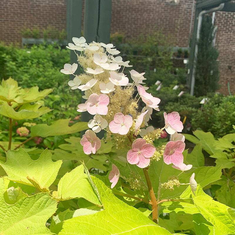 Hydrangea que 'Alice'