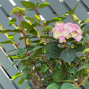 Hydrangea mac 'Bloomstruck'