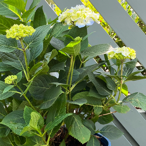 Hydrangea mac 'Endless Summer'