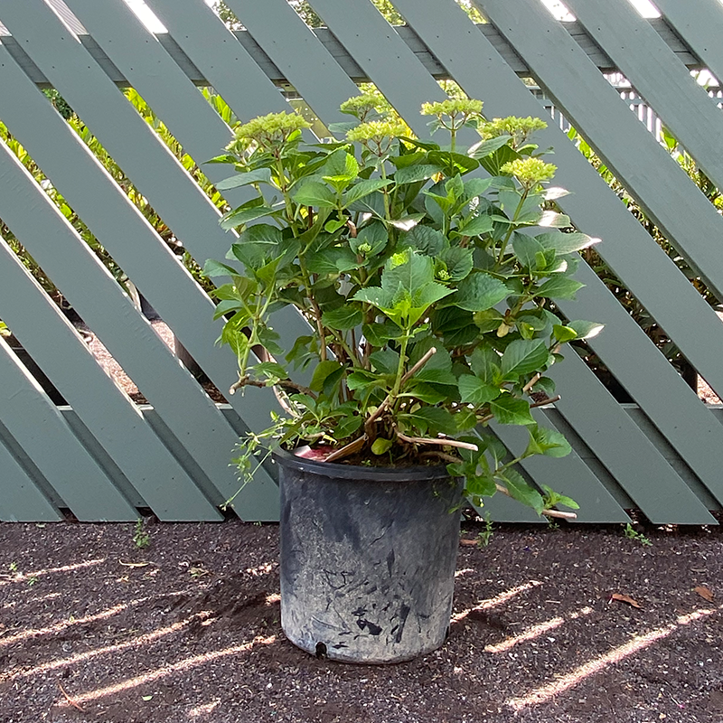 Hydrangea mac 'Glowing Embers'