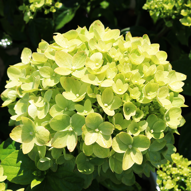 Hydrangea pan 'Little Lime'