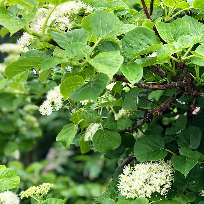 Hydrangea petiolaris