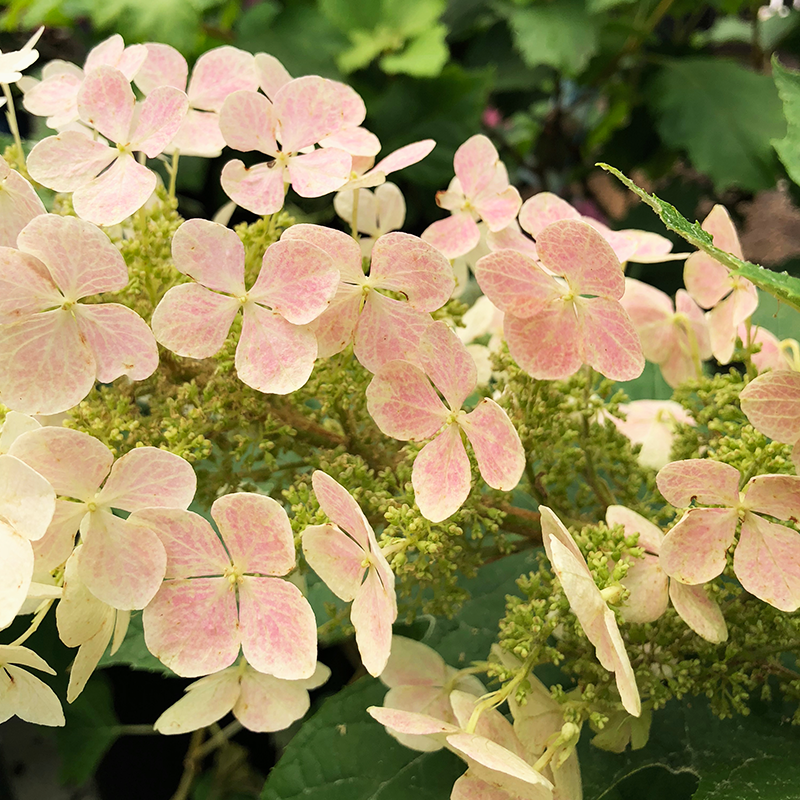 Hydrangea que 'Ruby Slippers'