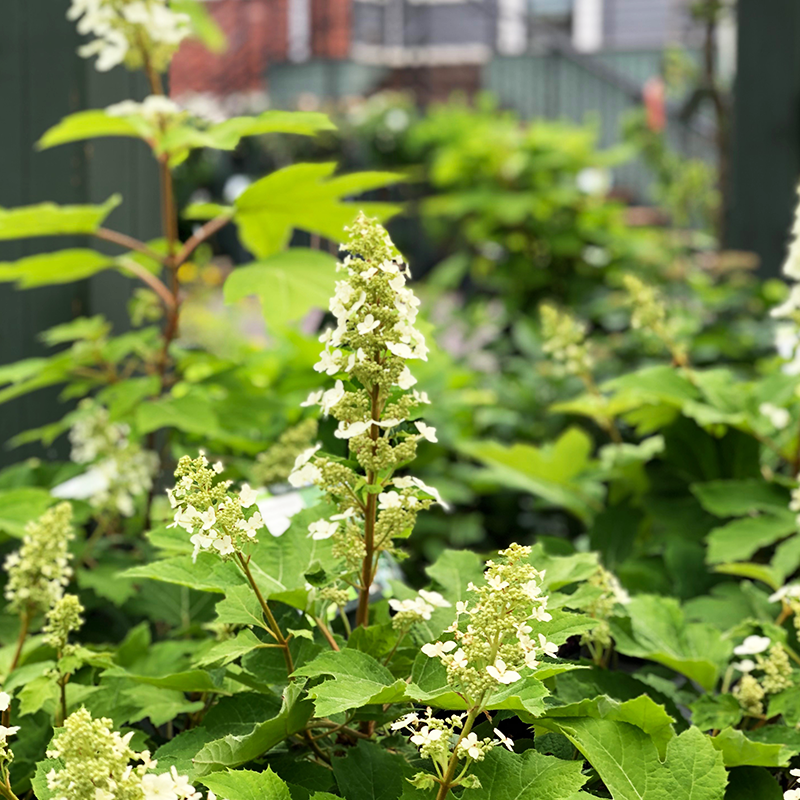 Hydrangea que 'Snow Queen'