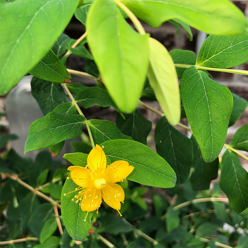 Hypericum fron 'Sunburst'