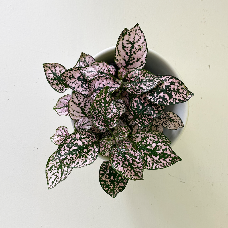 Hypoestes Light Pink 4"