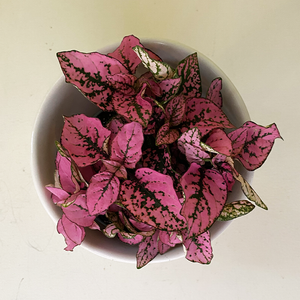 Hypoestes Dark Pink 4"