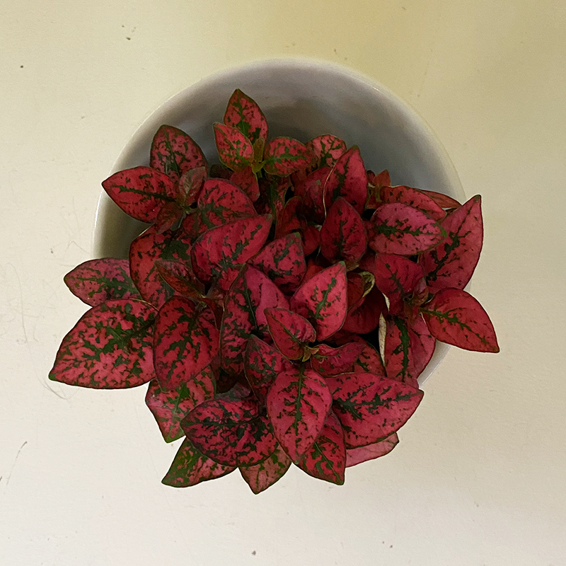 Hypoestes Red 4"