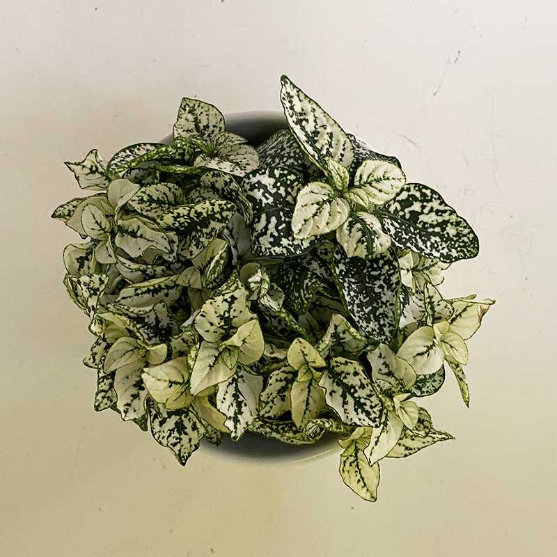 Hypoestes White 4"