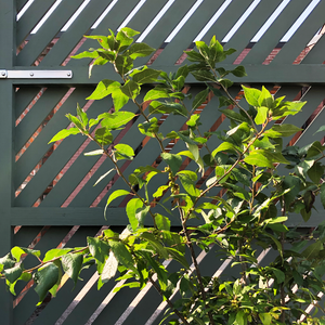 Ilex ver 'Magical Daydream'
