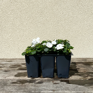 Impatiens Beacon White 6 Pack