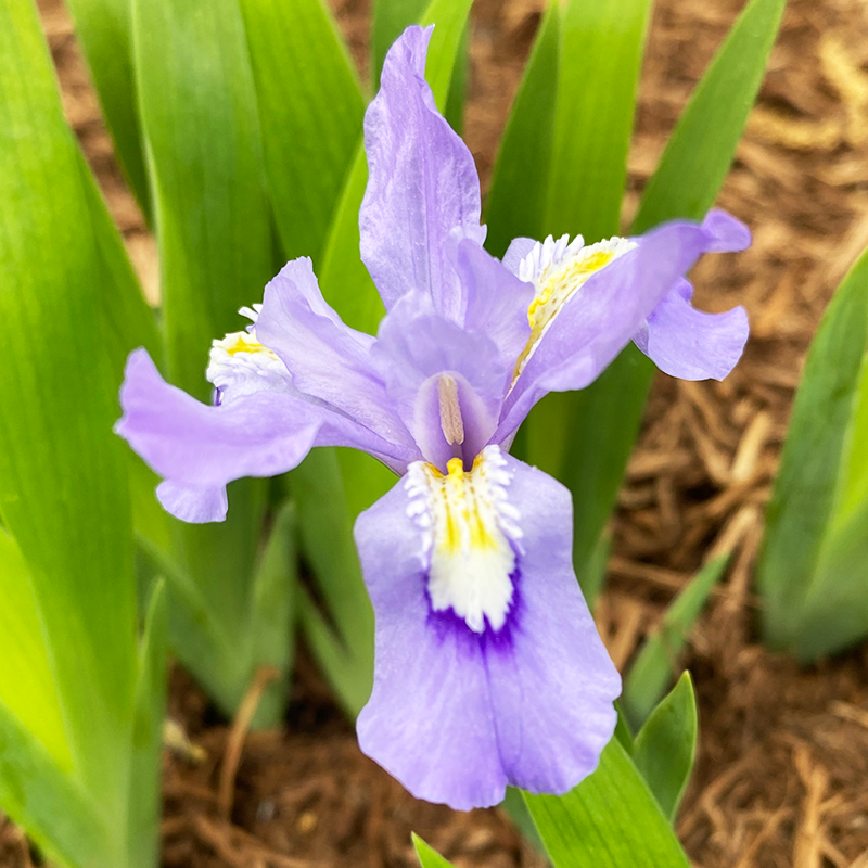 Iris cristata Q01