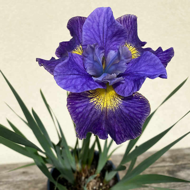 Iris sib 'Cape Cod Boys' G01