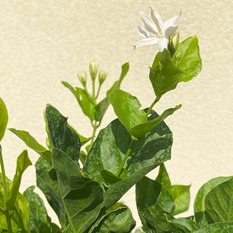 Jasmine sambac 10"