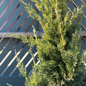Juniperus chi 'Trautman'
