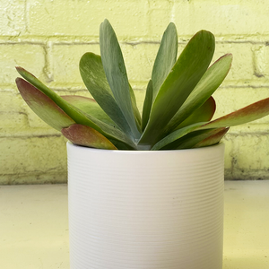 Kalanchoe 'Flapjacks' 4"