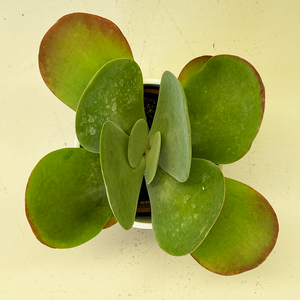 Kalanchoe 'Flapjacks' 4"