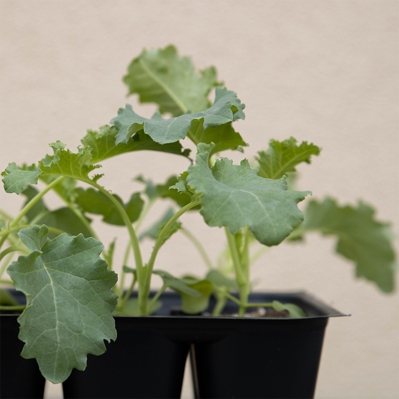 Kale 'Winterbor' 6 Pack