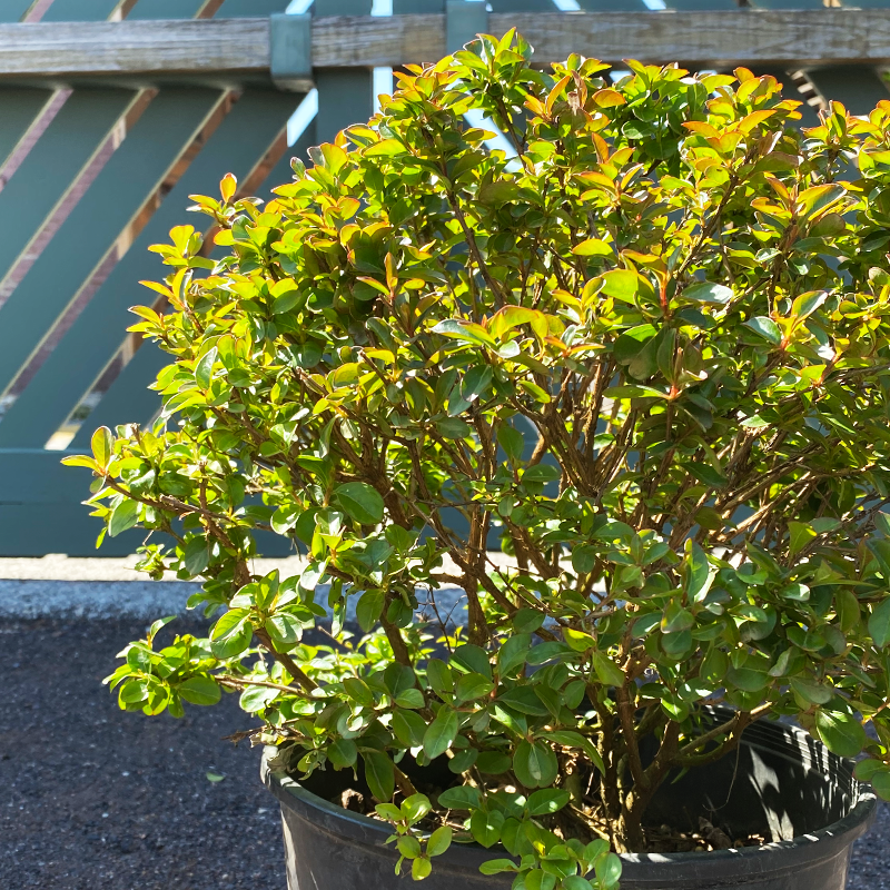 Lagerstroemia 'Pocomoke'