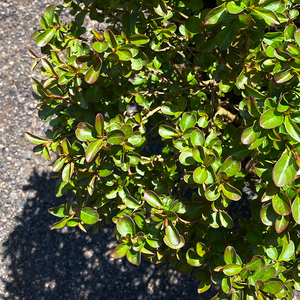 Lagerstroemia 'Pocomoke'