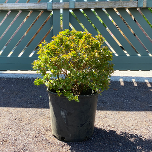 Lagerstroemia 'Pocomoke'