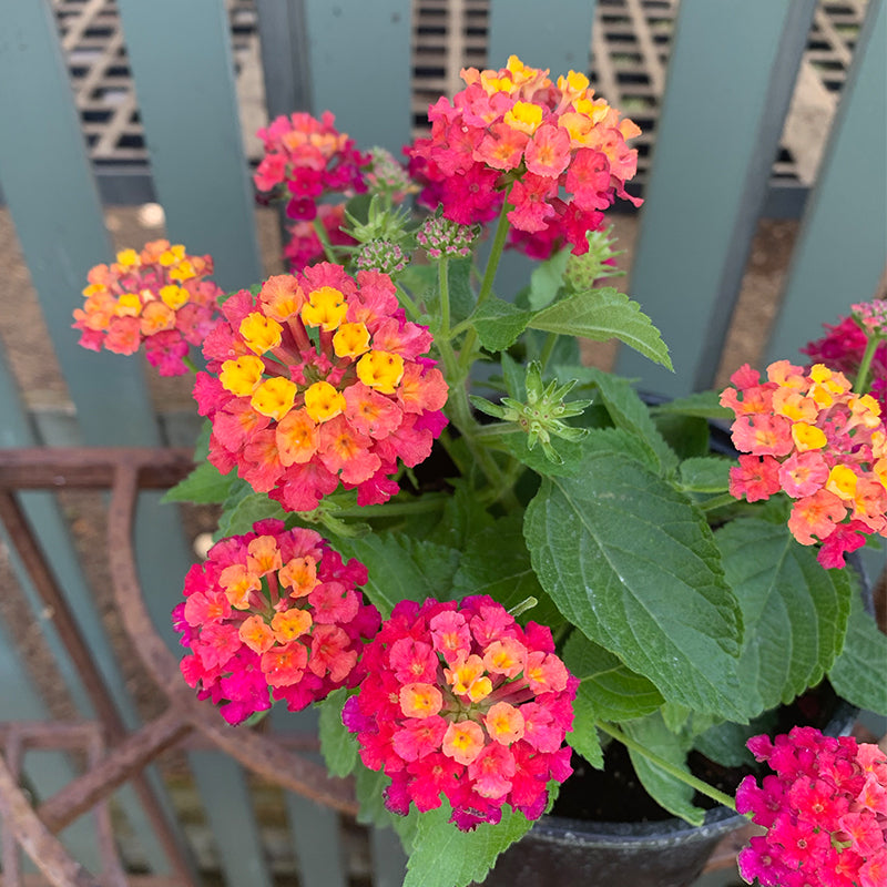 Lantana 'Cherry Sunrise' 6"