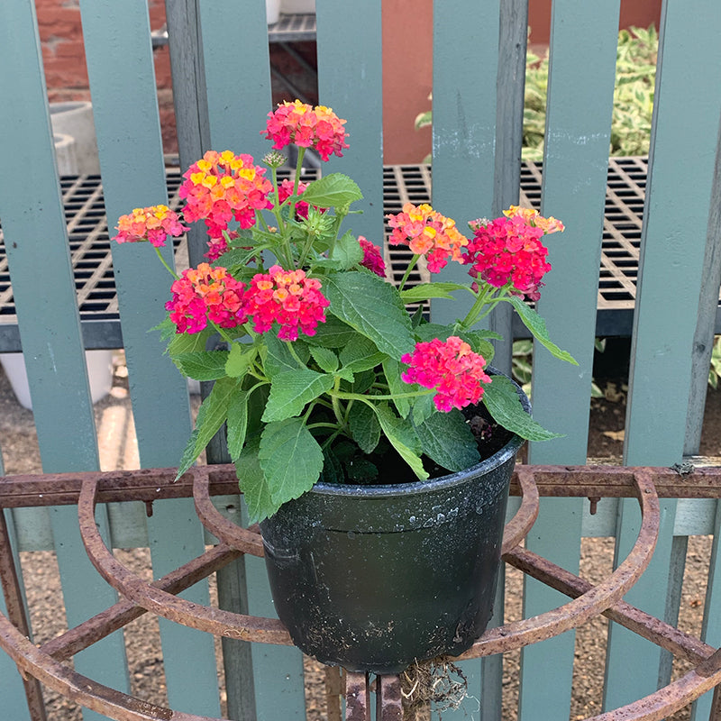 Lantana 'Cherry Sunrise' 6"