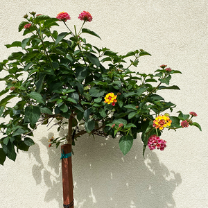 Lantana 'Confetti' #3 Standard