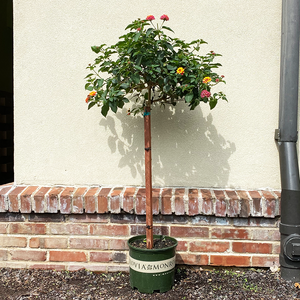 Lantana 'Confetti' #3 Standard