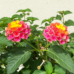 Lantana 'Confetti' #3 Standard