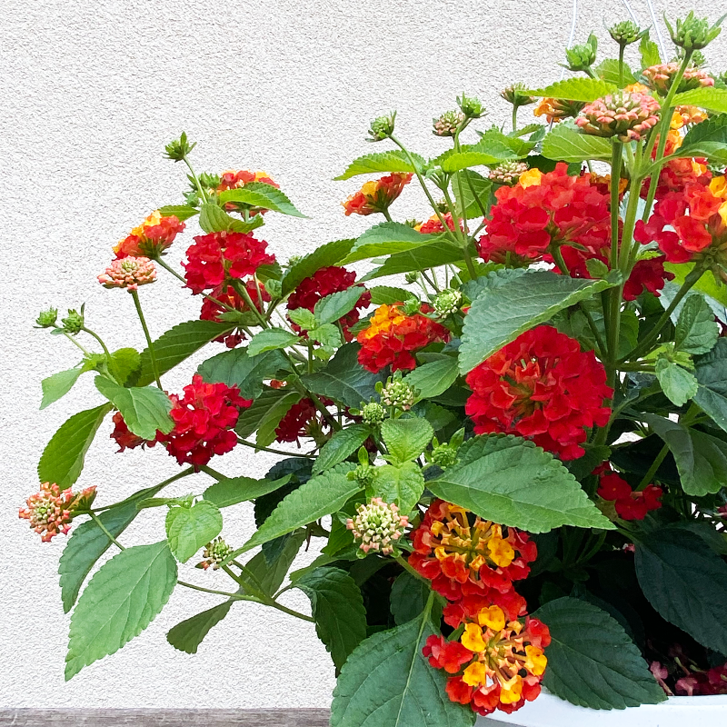 Lantana Hot Blooded 10" Hanging Basket