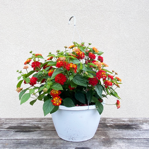 Lantana Hot Blooded 10" Hanging Basket