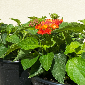 Lantana 'Hot Blooded' 6"