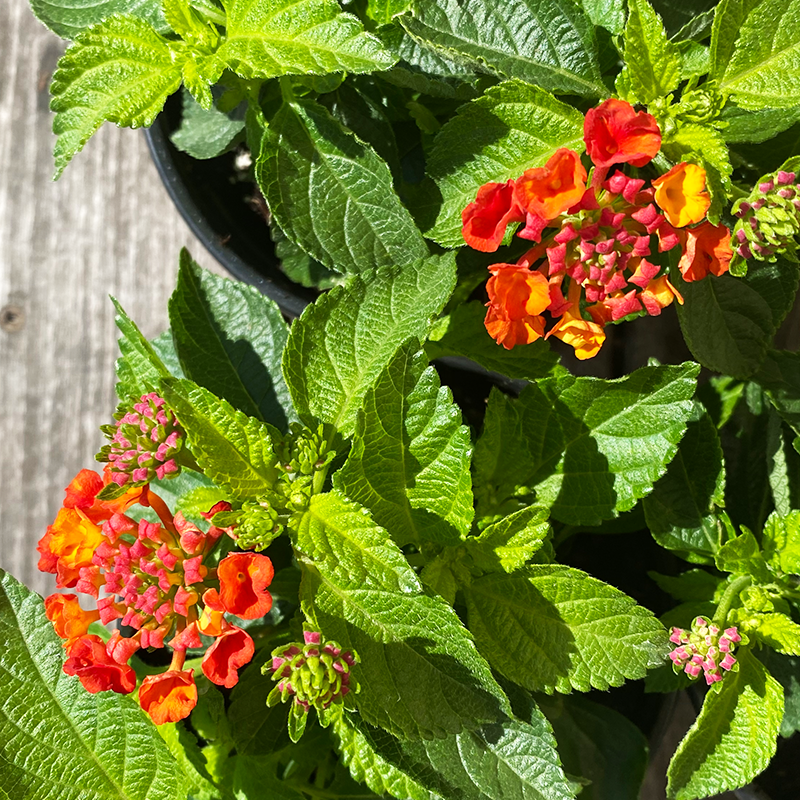 Lantana 'Hot Blooded' 6"