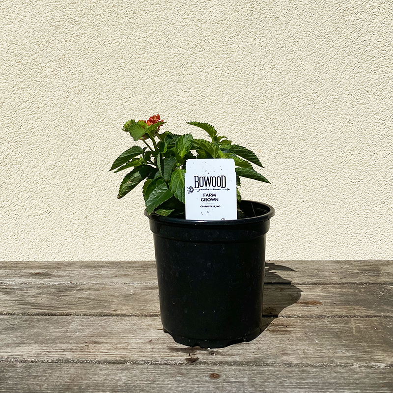 Lantana 'Hot Blooded' 6"