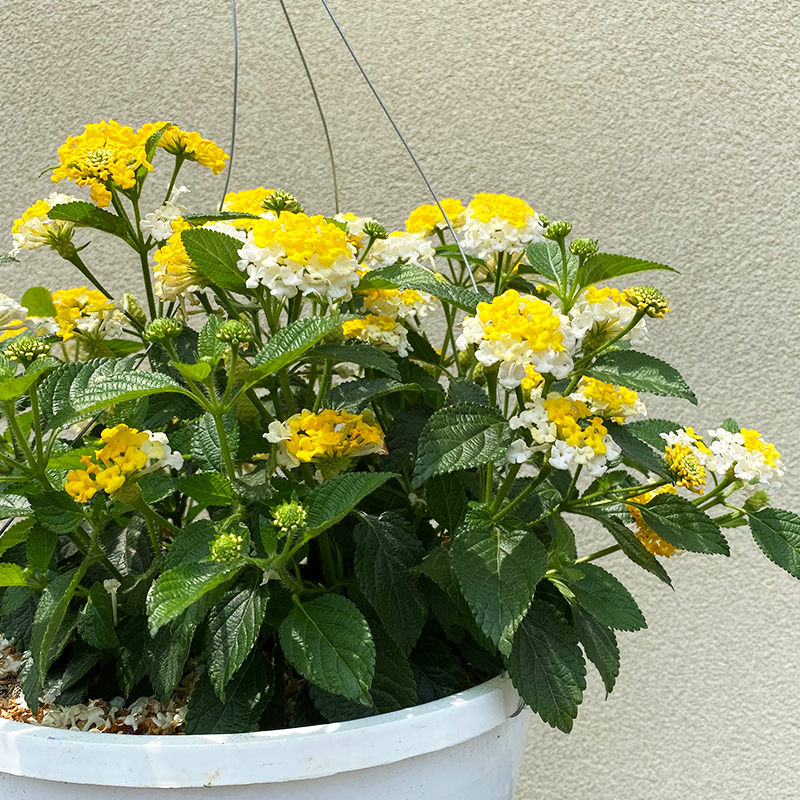 Lantana Lemon Zest 10" Hanging Basket