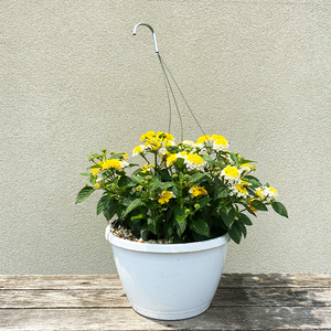 Lantana Lemon Zest 10" Hanging Basket