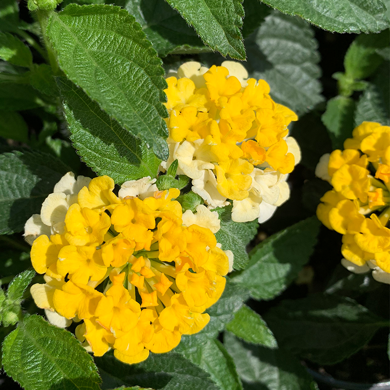 Lantana 'Lemon Zest' 4"