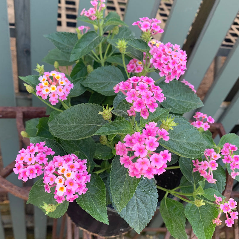 Lantana 'Trailing Pink' 6"