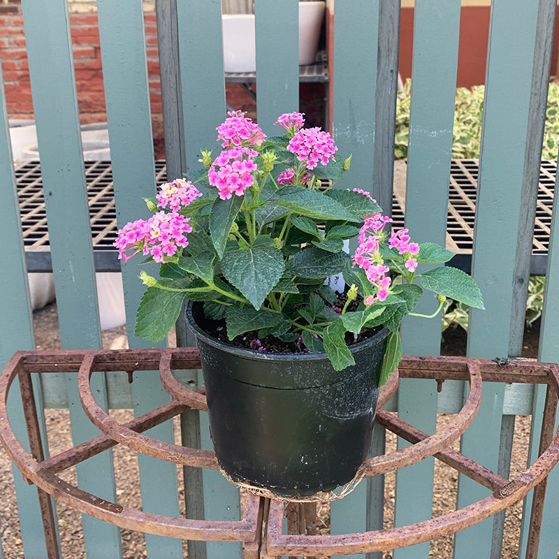 Lantana 'Trailing Pink' 4"