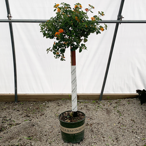 Lantana 'Tangerine' #3 Standard