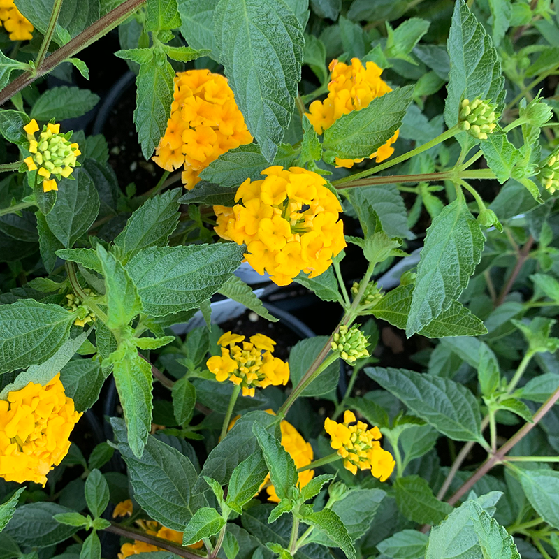 Lantana 'Trailing Gold' 6"