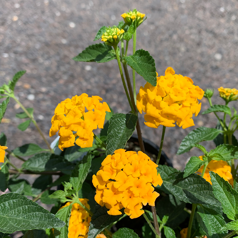 Lantana 'Trailing Gold' 6"